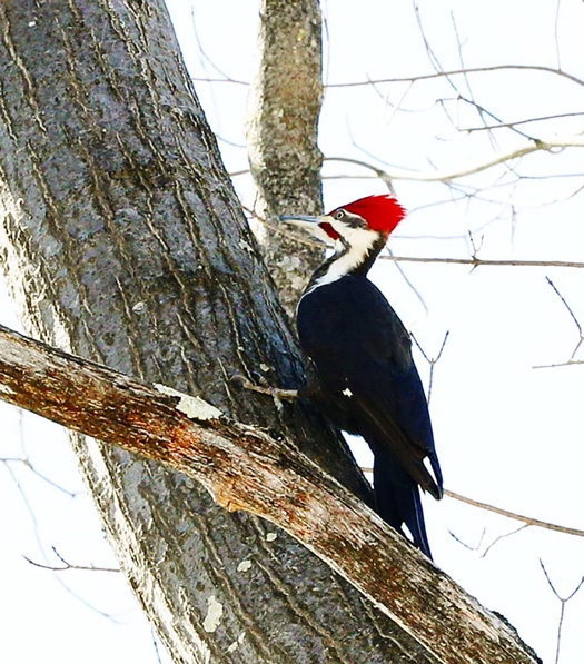 A woodpecker on campus