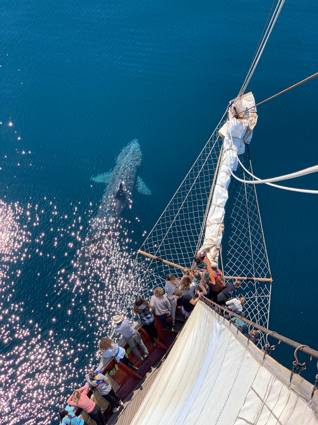 “Basking Shark” by Lydia Shaw ’22; Atlantic Ocean, USA