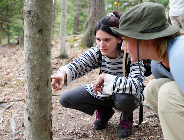 Spongy moth defoliation in the Lake George Watershed 