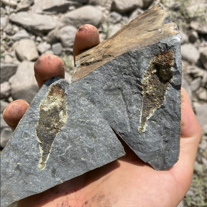 Two fossils sit in a hand.