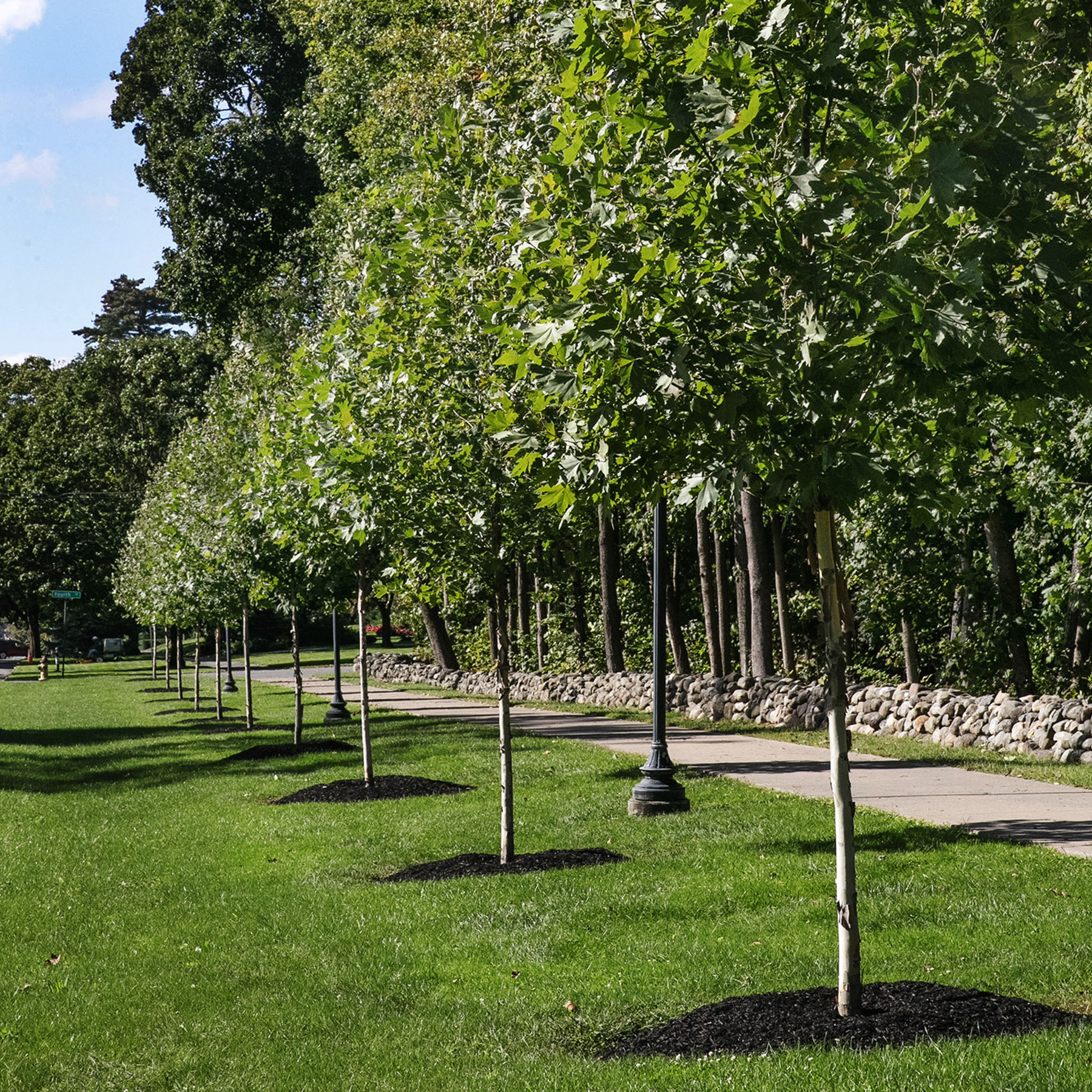 A+line+of+young+sycamores+spans+the+sidewalk+outside+of+Skidmore%27s+new+entrance.