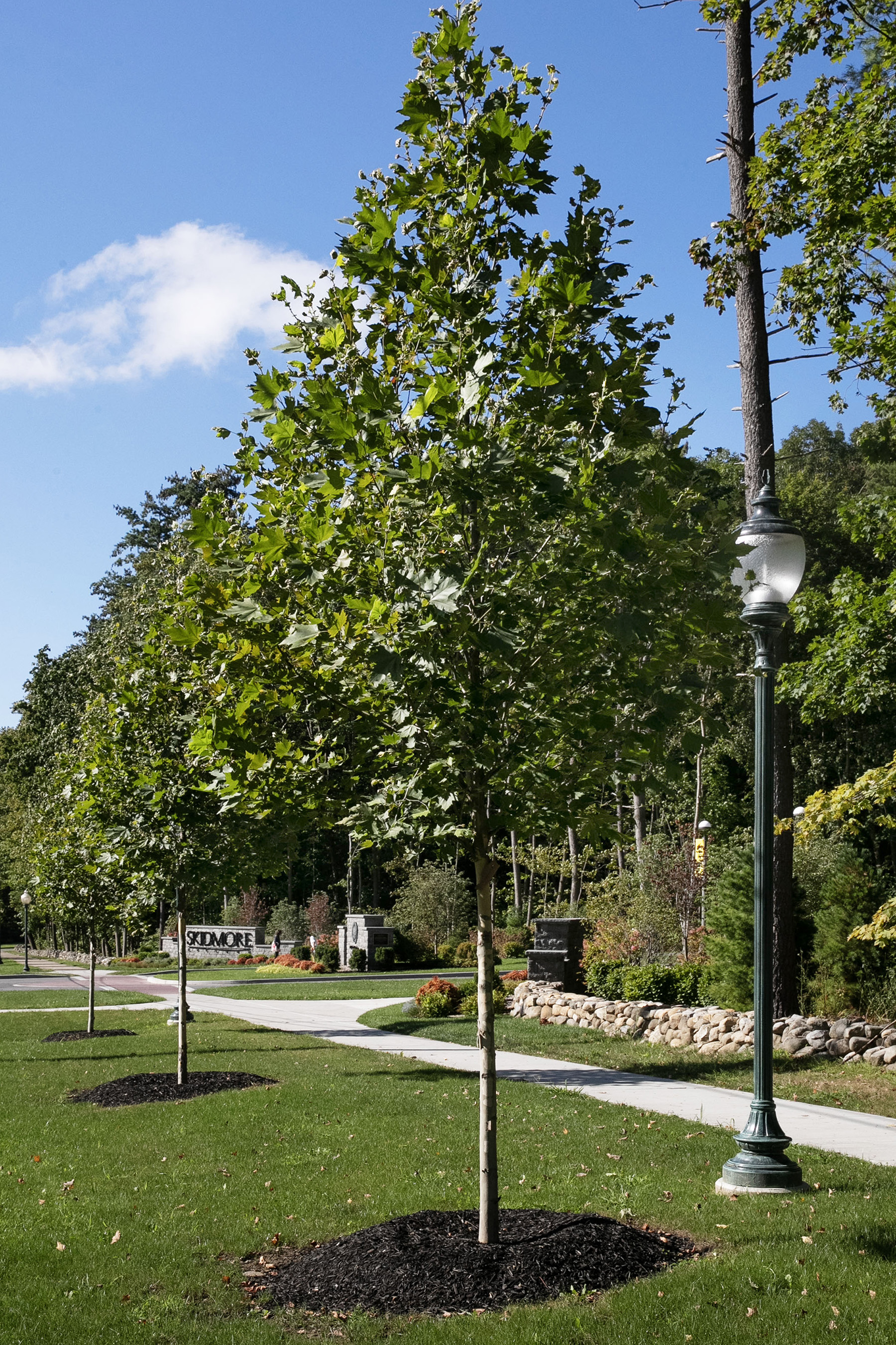 Sycamores line the path along Skidmore's North Broadway entrance.