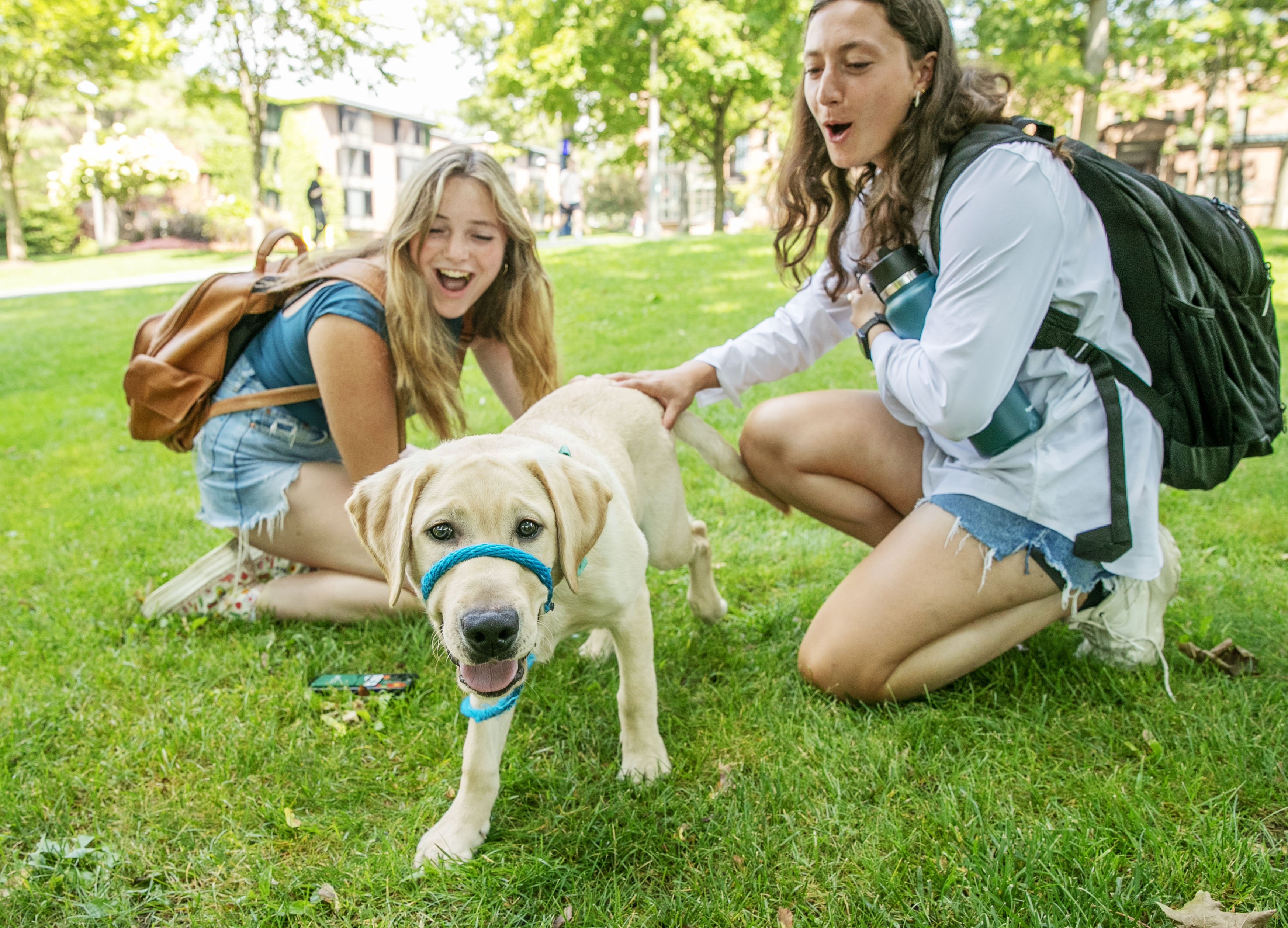 Yellow lab Pascal smiles at the camera as he is pet by two Skidmore students.