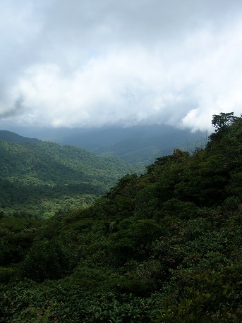 Cloud Forest