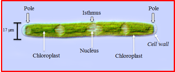 Penium01