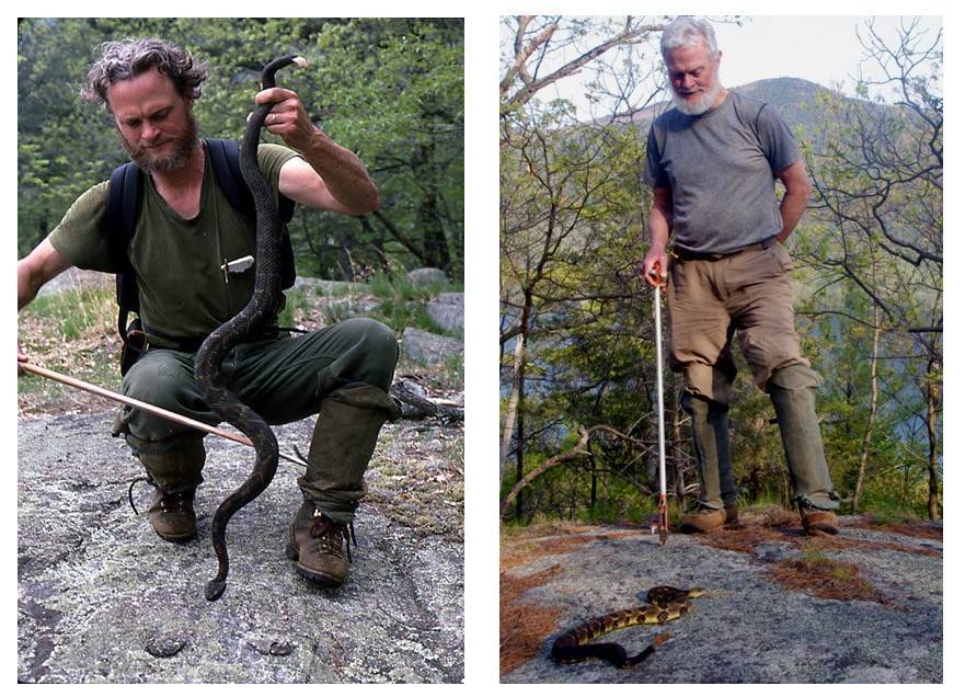 Bill Brown with an adult male timber rattlesnake
