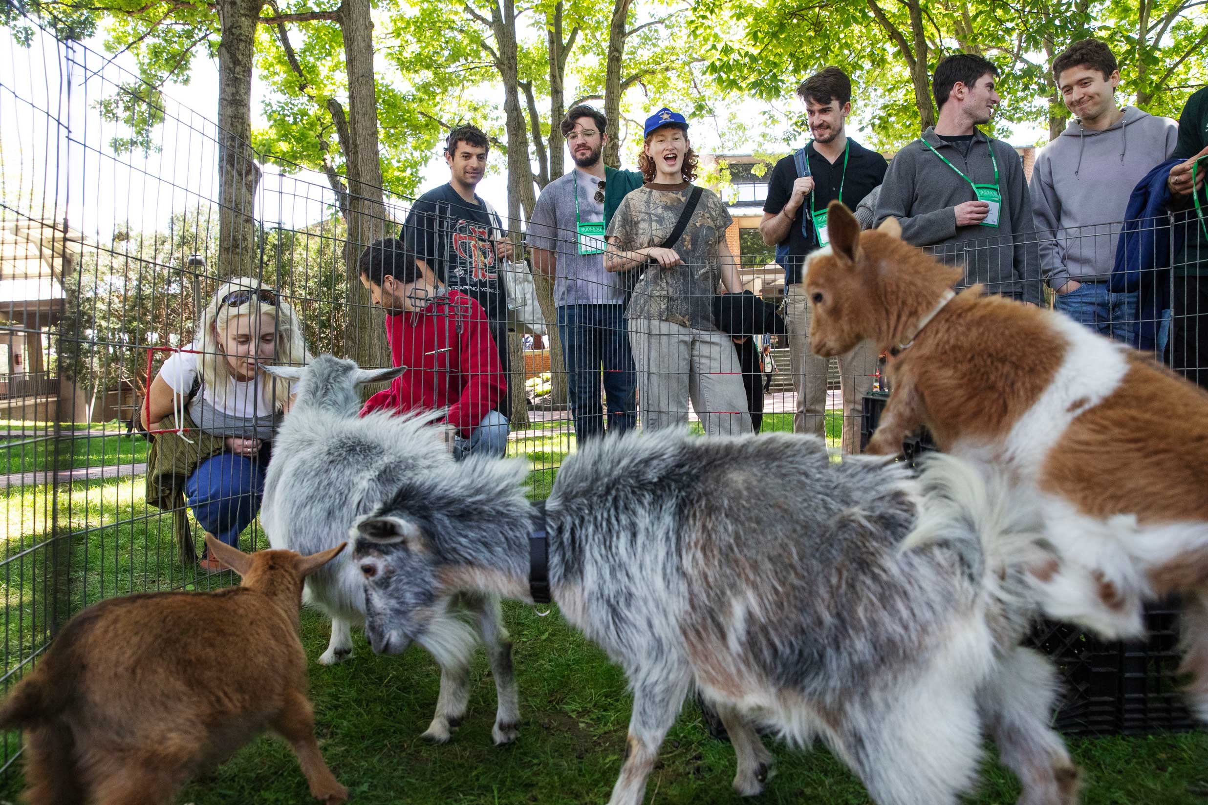 Skidmore College Reunion attendees gather around a fenced petting zoo with goats on a sunny campus lawn.