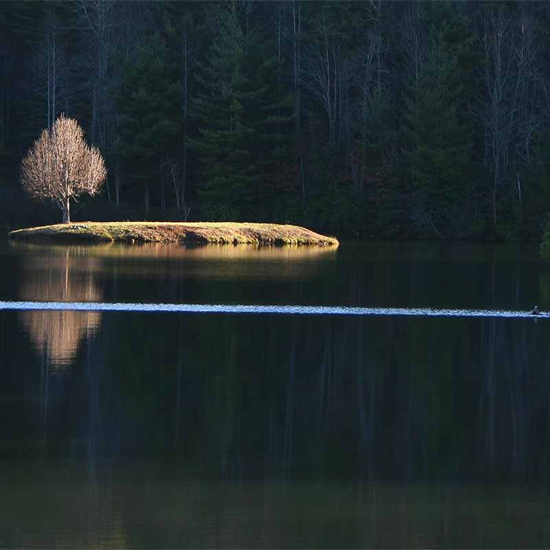 Pear Tree At Sunrise