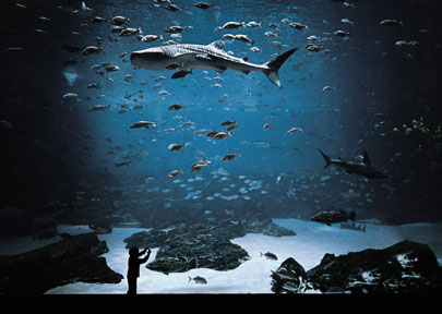 Kyle Ford, "The Whale Shark Tank," Atlanta, GA, 2008, Archival Inkjet Print