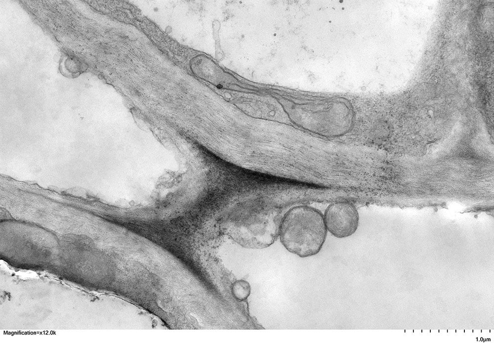 Arabidopsis cell by Celeste Farrell '24