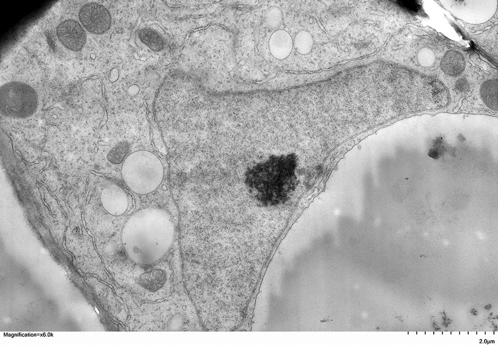 Arabidopsis cell by Celeste Farrell '24