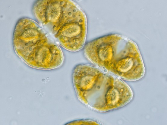 DICcosmarium