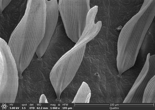 Moth wing by Andres Teran Vacas '24