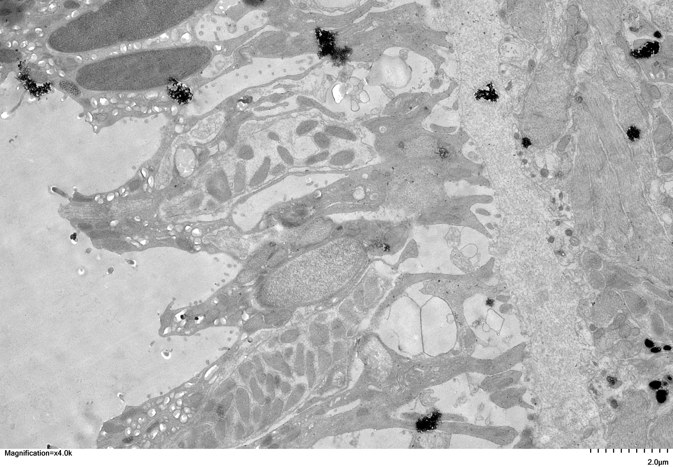 Planaria (flatworm) cell by Scarlet Naples '24