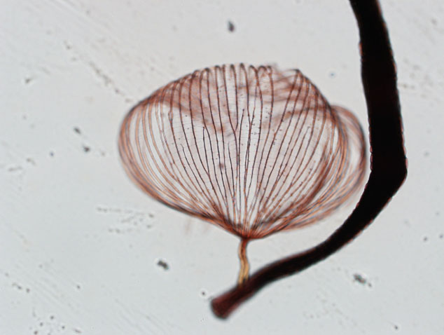 brightfielddictydium