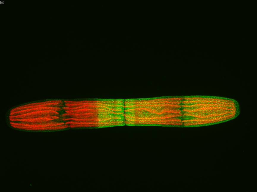 confocalpenium
