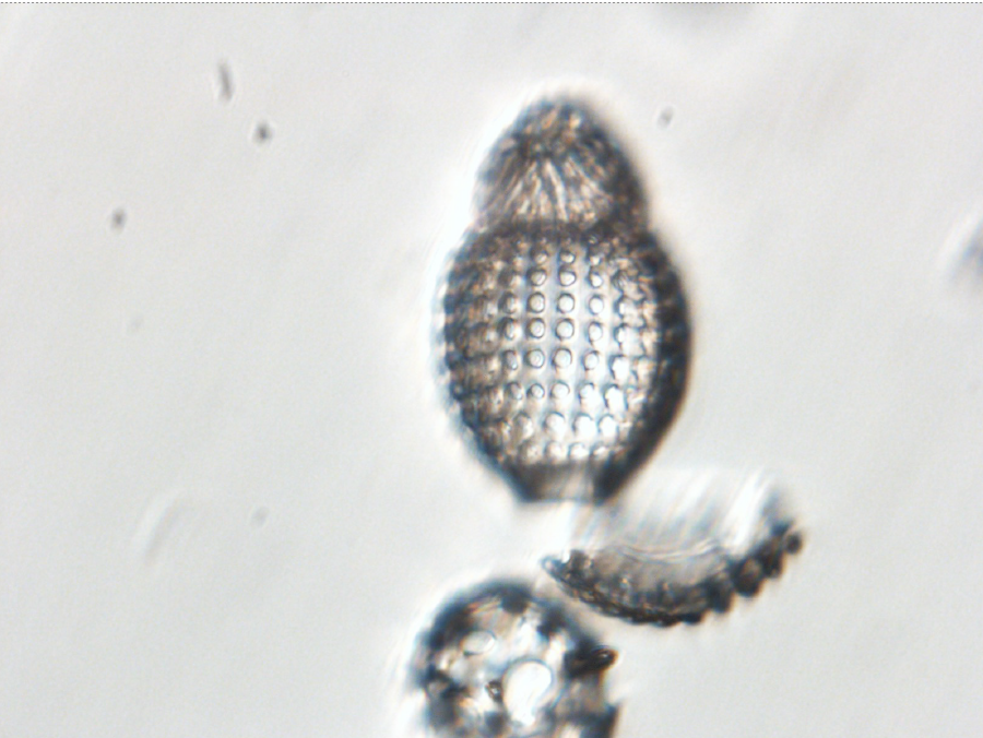 modularradiolaria