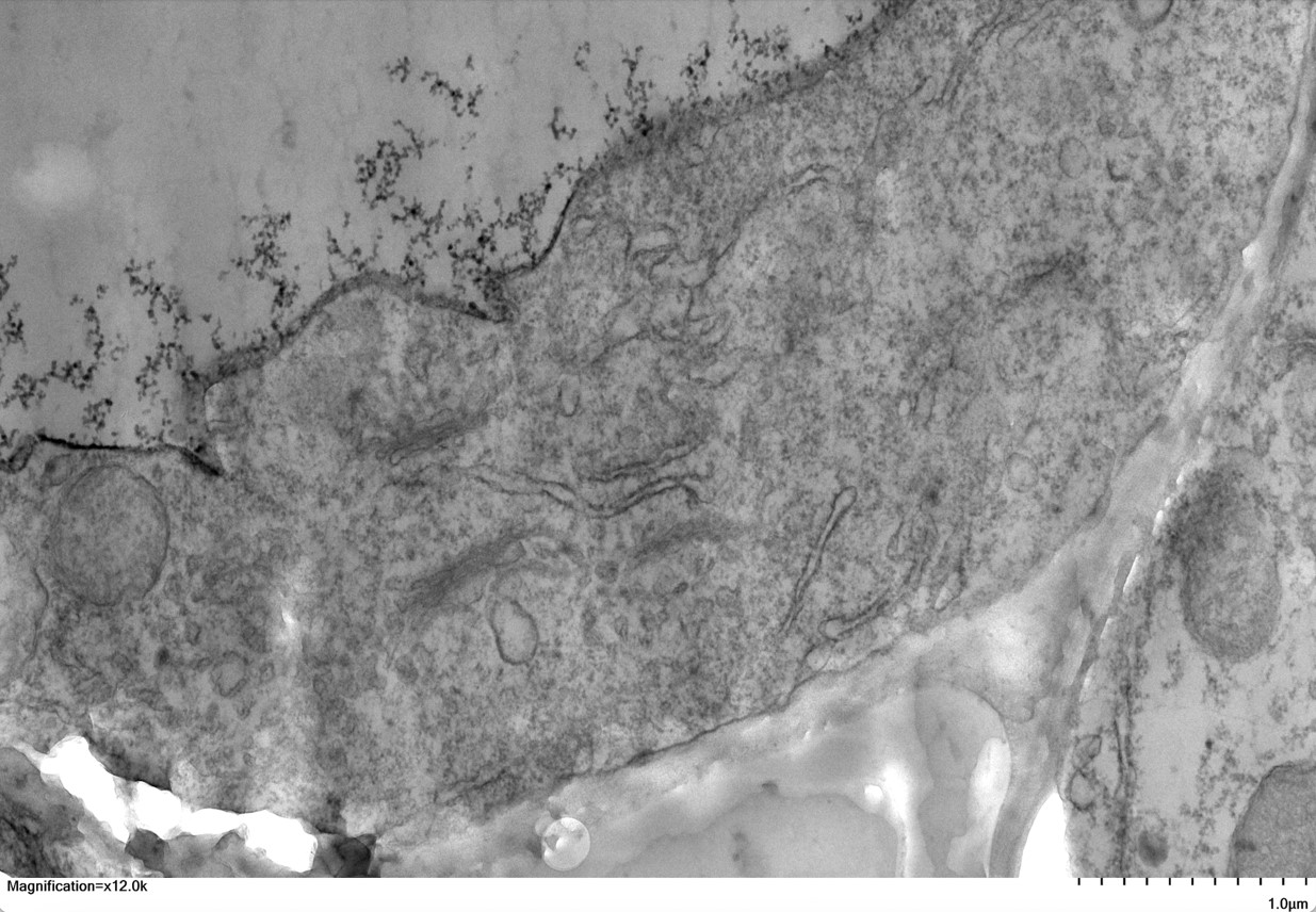 pea root cell by Anne Coant '25