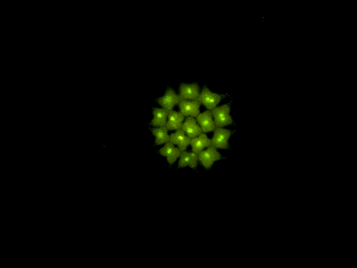 pediastrumnucleilabeled
