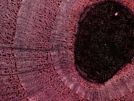 polarizedtiliastem
