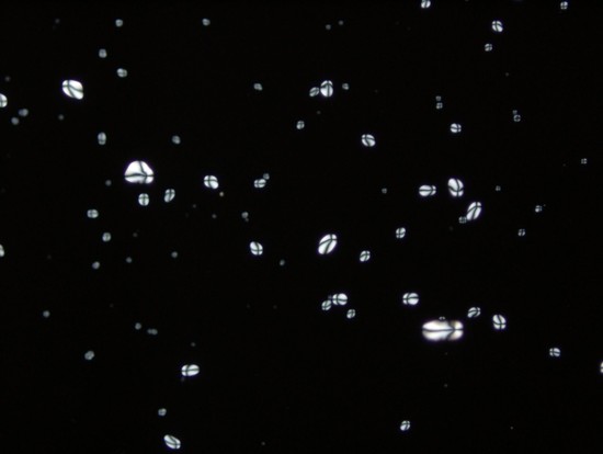 polarizepotatostarch