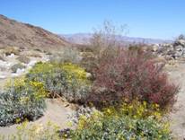 Wildflowers of the desert ecosystem in Southern California
